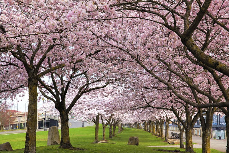 Rows of Japanese Cherry Blossom Trees in Bloom at Portland Oregon Downtown Waterfront Park in Spring. Rows of Japanese Cherry Blossom Trees in Bloom at Portland Oregon Downtown Waterfront Park in Spring