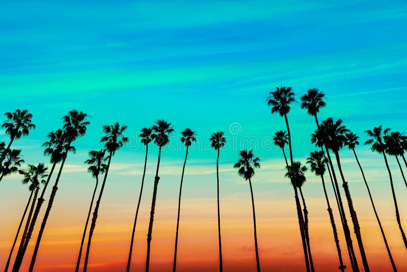 Filas de la palmera de la puesta del sol de California en Santa Barbara