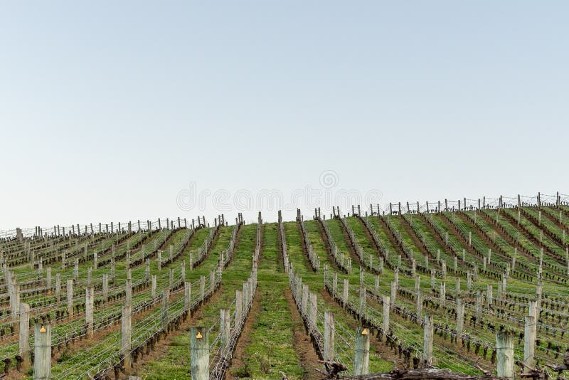 Filas de la producción del viñedo imagenes de archivo Filas de la producción del viñedo imagenes de archivo