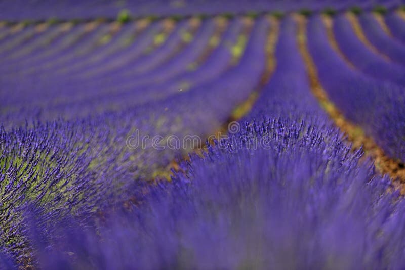 Filas de las plantas de la lavanda en un campo foto de archivo Filas de las plantas de la lavanda en un campo foto de archivo