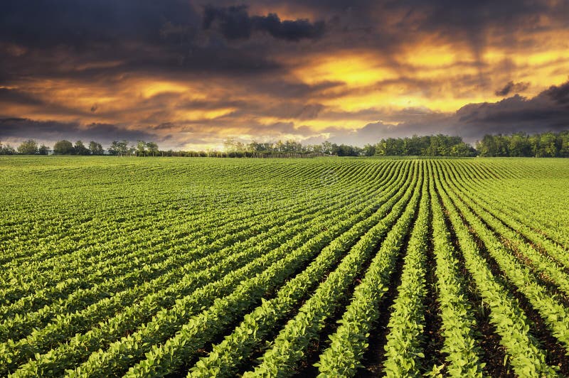 filas-de-las-plantas-del-campo-la-soja-en-puesta-sol-99459141