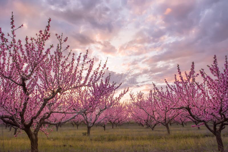 Filas de los árboles florecientes del melocotón con las flores rosadas imagenes de archivo Filas de los árboles florecientes del melocotón con las flores rosadas imagenes de archivo
