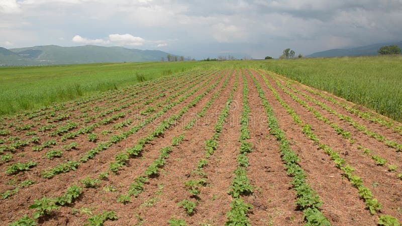 Filas de plantas de judías jóvenes que crecen en el campo Verduras verdes y orgánicas cultivadas en el suelo en el día de primave