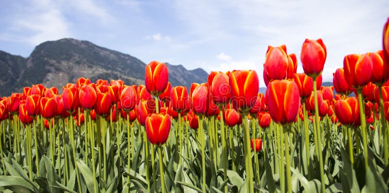 Filas de tulipanes anaranjados brillantes contra las montañas en fondo foto de archivo Filas de tulipanes anaranjados brillantes contra las montañas en fondo foto de archivo
