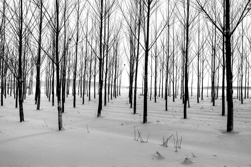 Filas de árboles en invierno. imágenes de archivo libres de regalías Filas de árboles en invierno. imágenes de archivo libres de regalías