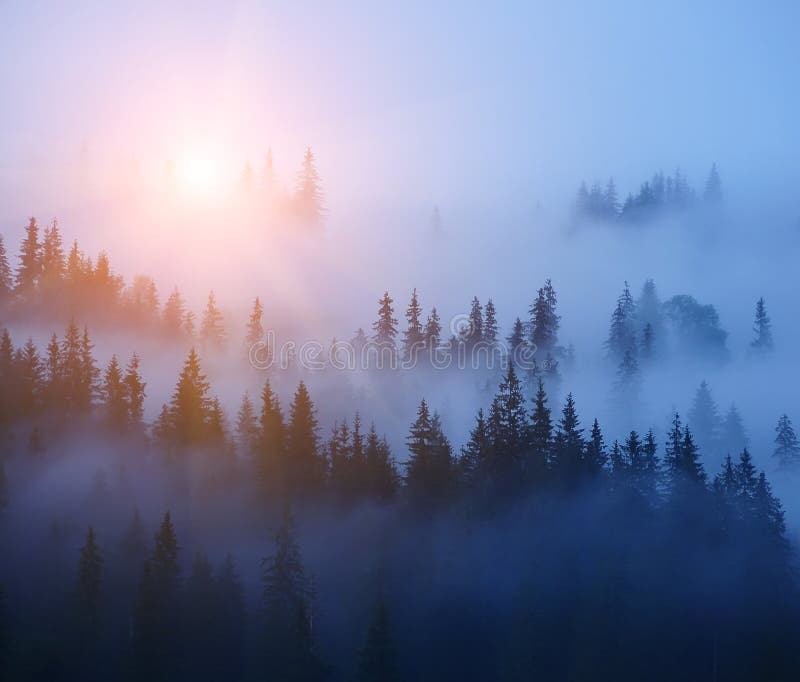 Filas de árboles en la niebla Bosque de niebla, minimalismo