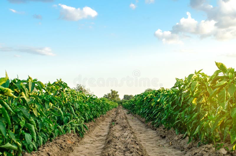 Filas/plantação de pimenta jovem numa exploração num dia ensolarado Cultivo de produtos hortícolas biológicos Produtos ecológicos