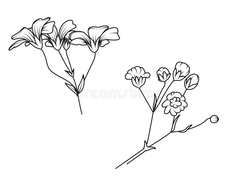 Filatura minimalista in bianco e nero di fiori selvatici e di piante di prato isolate su fondo bianco illustrazione vettoriale