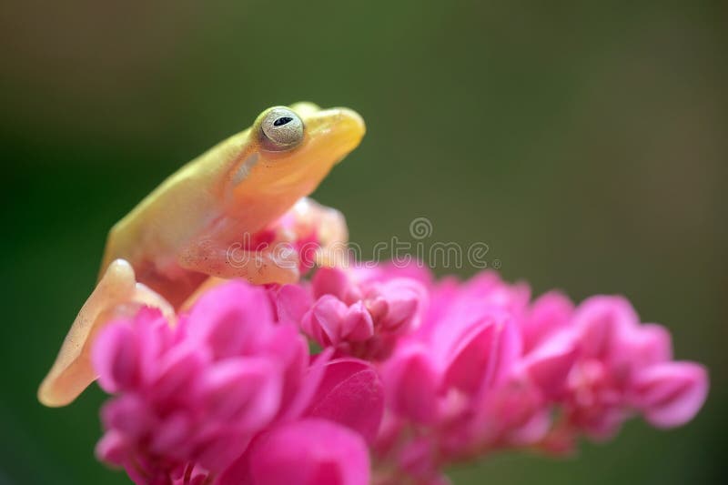 Philautus vittiger ( Indonesia ) Golden dwarf tree frog on flower. Philautus vittiger ( Indonesia ) Golden dwarf tree frog on flower