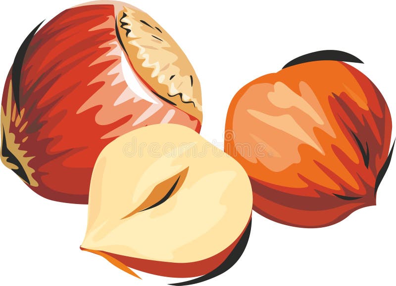 Filbert stock illustration. Illustration of filbert, hazelnut 27659436