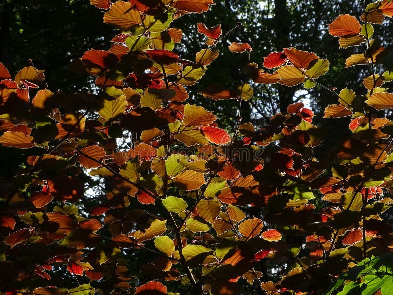 The filbert Corylus maxima