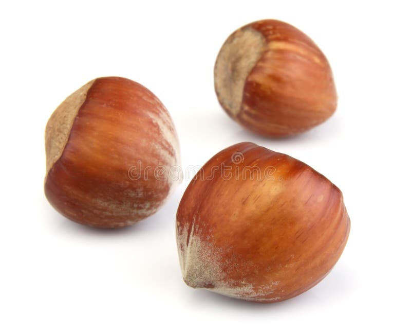 Filbert nut stock image. Image of hazel, food, energy 23040627