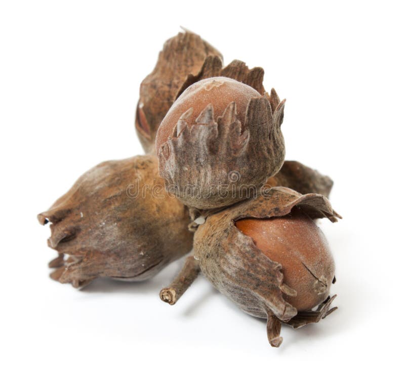 Filbert nuts stock image. Image of seed, edible, filbert 15489193