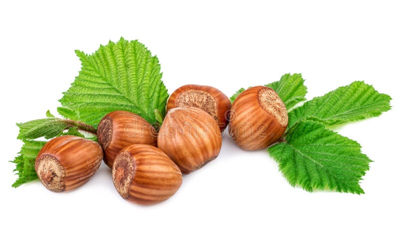 Filberts hazel nuts with leaf on white