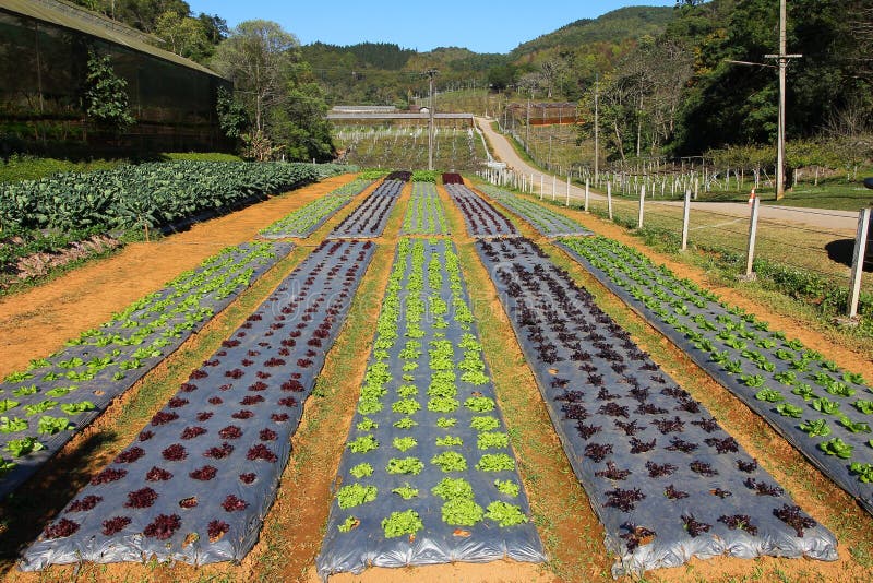 File di giovani piantine di verdure Azienda agricola di Luttuce in Tailandia fotografia stock File di giovani piantine di verdure Azienda agricola di Luttuce in Tailandia fotografia stock