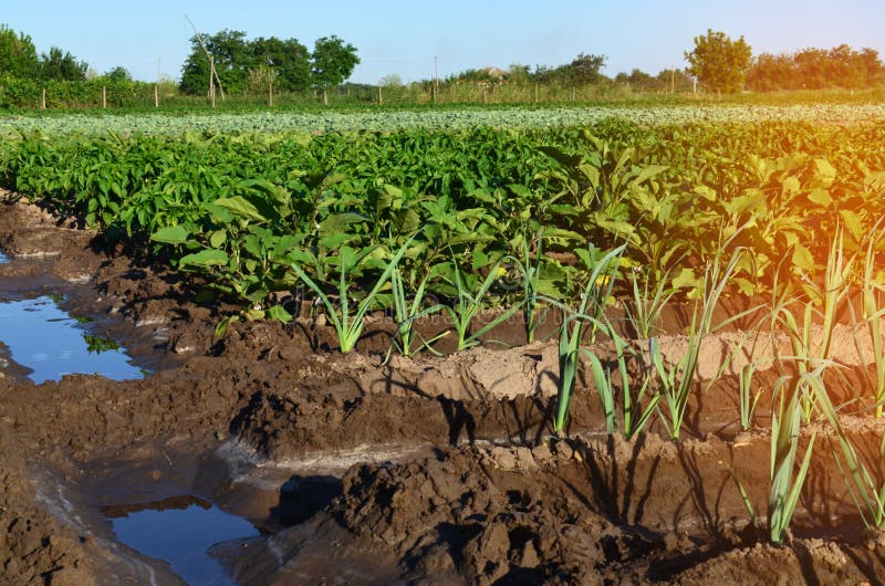 File di giovani piantine di verdure Campo con le piantine porro, z immagini stock libere da diritti File di giovani piantine di verdure Campo con le piantine porro, z immagini stock libere da diritti