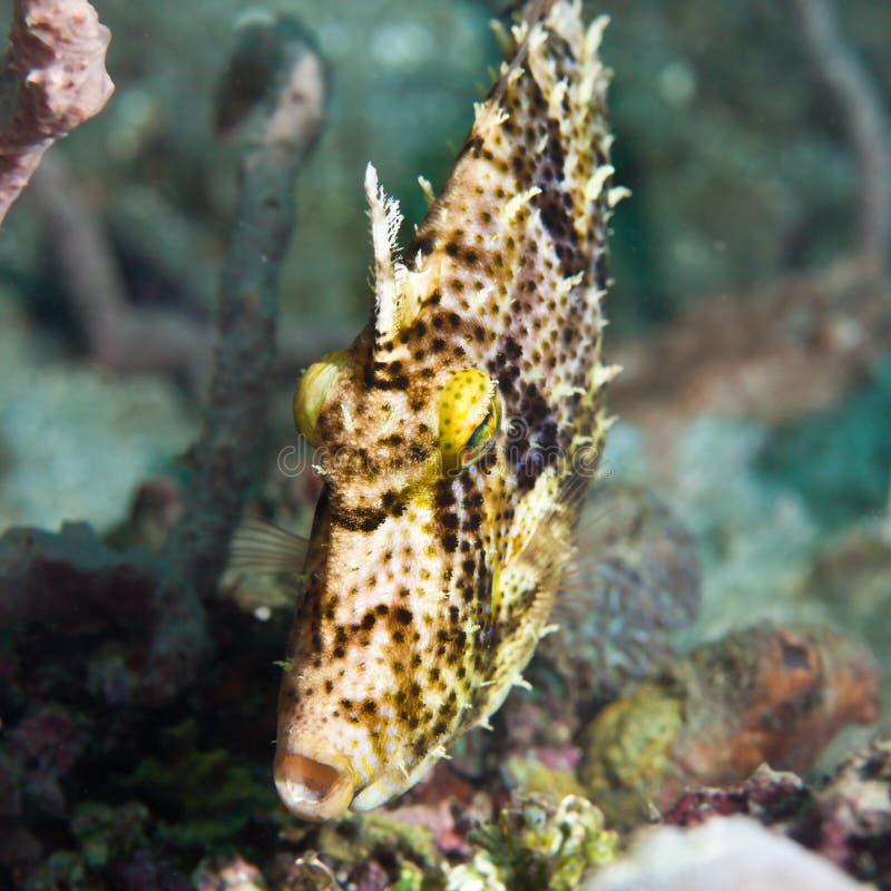 Filefish tropicale dei pesci fotografia stock libera da diritti Filefish tropicale dei pesci fotografia stock libera da diritti