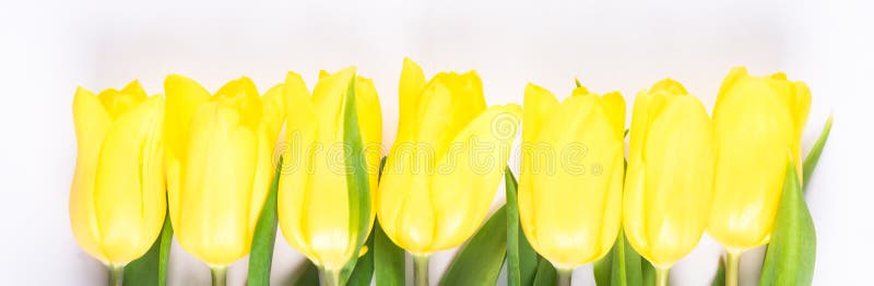 A fileira da mola amarela floresce em um fundo claro fotografia de stock royalty free A fileira da mola amarela floresce em um fundo claro fotografia de stock royalty free