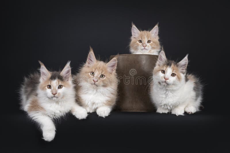 Fileira De Quatro Gatos De Maine Coon Foto de Stock - Imagem de meninos,  quatro: 114542072