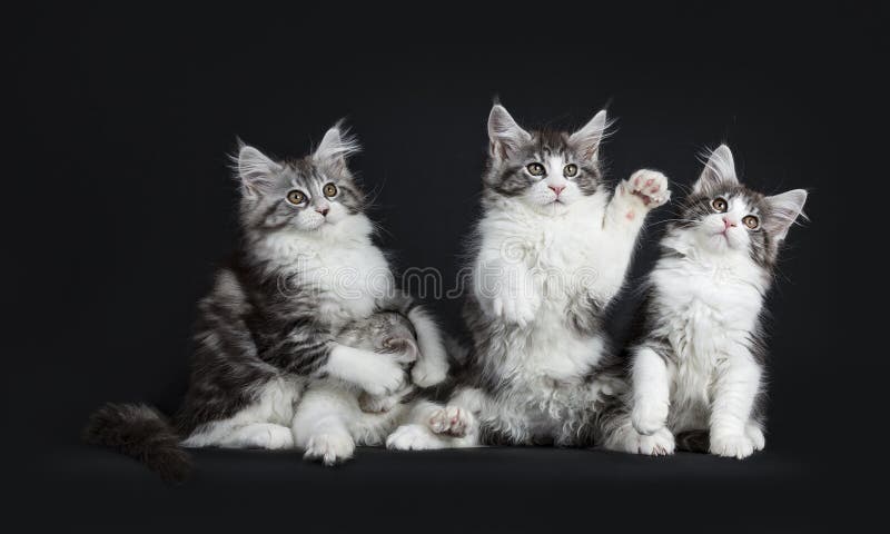 Fileira De Quatro Gatos De Maine Coon Foto de Stock - Imagem de meninos,  quatro: 114542072