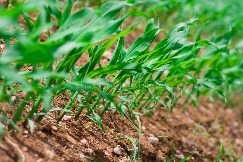 Linha de milho imagens de stock royalty free