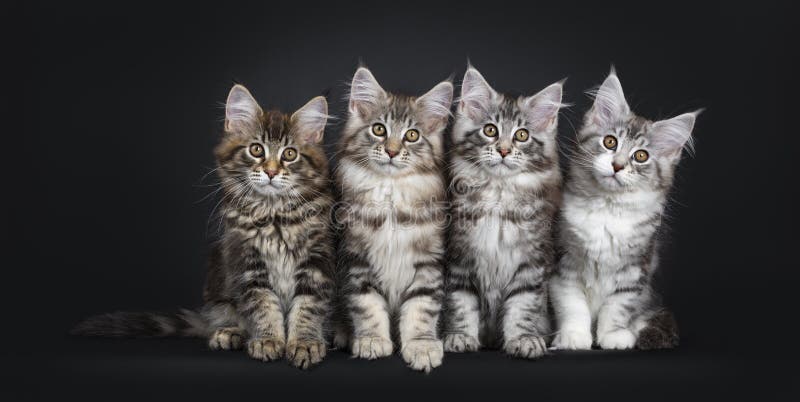 Fileira De Quatro Gatos De Maine Coon Foto de Stock - Imagem de meninos,  quatro: 114542072