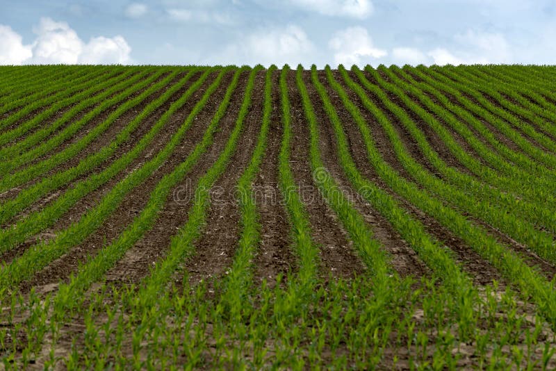 Fileiras da grão verde nova semeada no campo foto de stock Fileiras da grão verde nova semeada no campo foto de stock