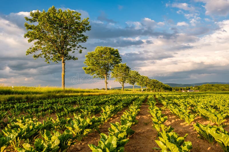 Fileiras de plantas verdes novas em um campo fértil com solo escuro na luz do sol morna sob o céu dramático imagem de stock Fileiras de plantas verdes novas em um campo fértil com solo escuro na luz do sol morna sob o céu dramático imagem de stock