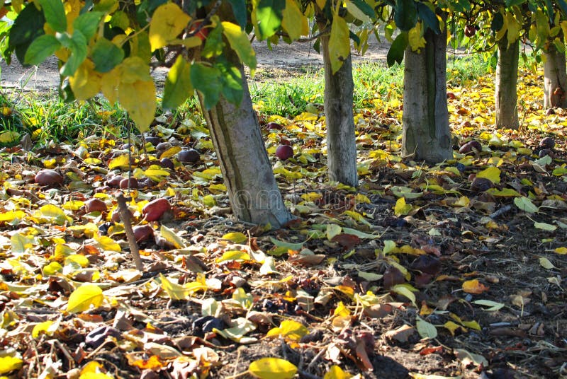 Fileiras de árvores de pera no nascer do sol outono Folhas caídas do amarelo fotos de stock Fileiras de árvores de pera no nascer do sol outono Folhas caídas do amarelo fotos de stock