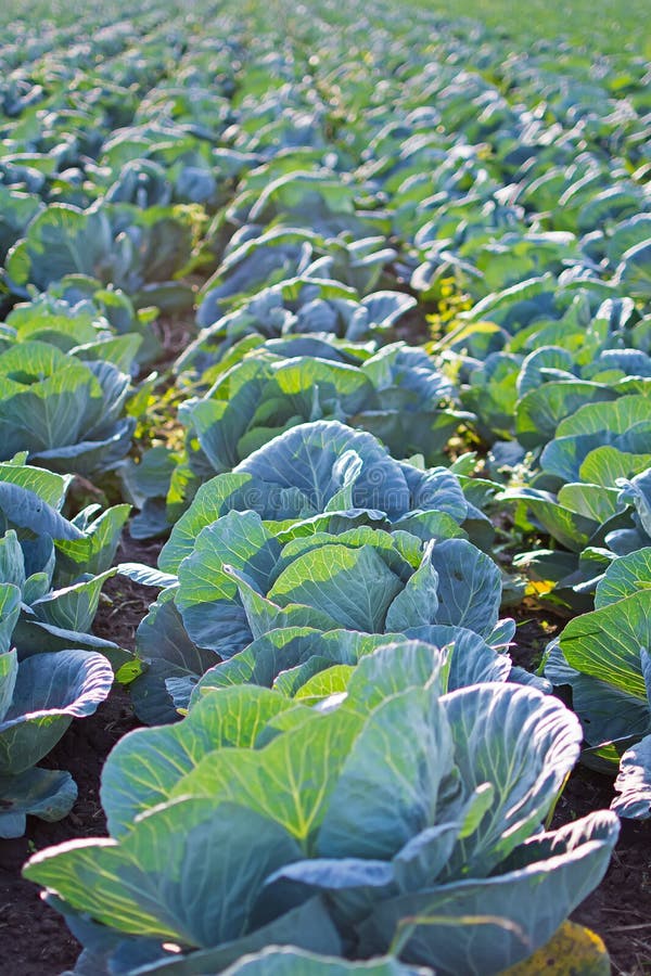 Fileiras do campo de Cabage Cultivando a couve orgânica Couve no campo pronto para colher imagens de stock Fileiras do campo de Cabage Cultivando a couve orgânica Couve no campo pronto para colher imagens de stock