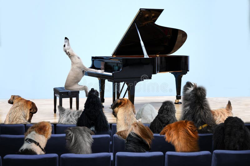 Dogs listening to classical music, played on grand piano in concert hall by whippet pianist. Dogs listening to classical music, played on grand piano in concert hall by whippet pianist