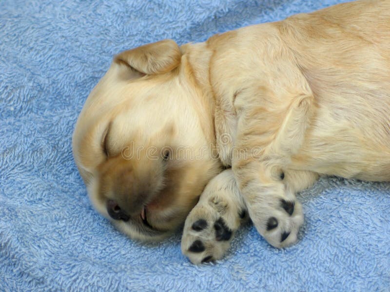 Filhote de cachorro imagens de stock royalty free Filhote de cachorro imagens de stock royalty free