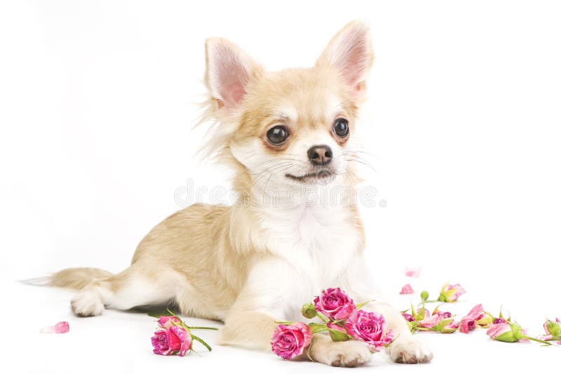Filhote de cachorro agradável da chihuahua com rosas