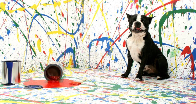 Black and white dog Boston Terrier on paint splash background. Black and white dog Boston Terrier on paint splash background.