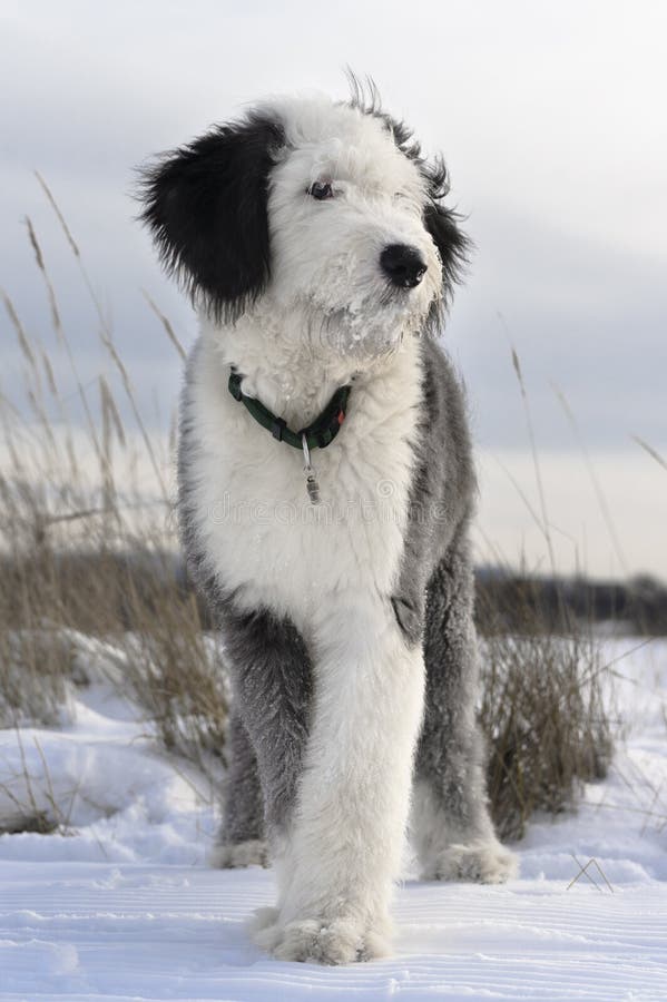 Filhote De Cachorro Inglês Velho Do Sheepdog Foto de Stock