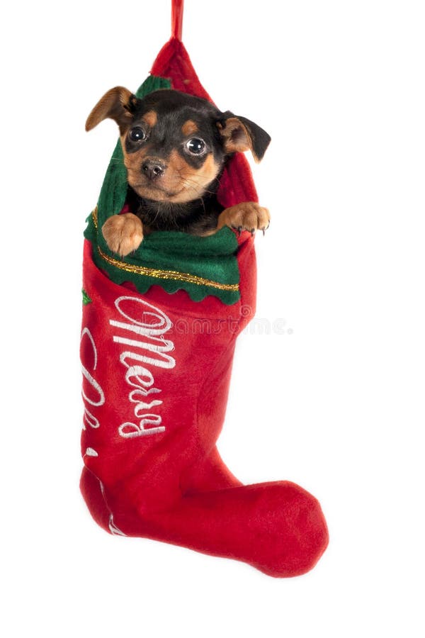 Cute Pincher puppy , hanging in a Christmas stocking. Cute Pincher puppy , hanging in a Christmas stocking.