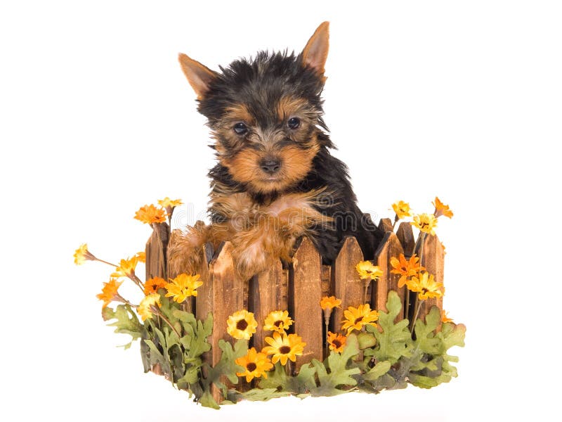 Yorkie puppy sitting inside wooden planter with daisies flowers, on white background. Yorkie puppy sitting inside wooden planter with daisies flowers, on white background