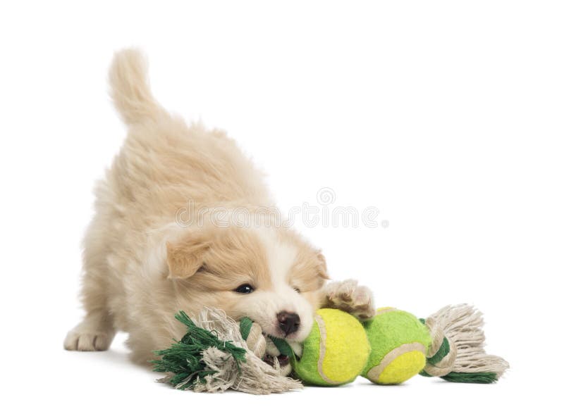 Filhote de cachorro de border collie, 6 semanas velho, jogando com um brinquedo do cão foto de stock royalty free Filhote de cachorro de border collie, 6 semanas velho, jogando com um brinquedo do cão foto de stock royalty free