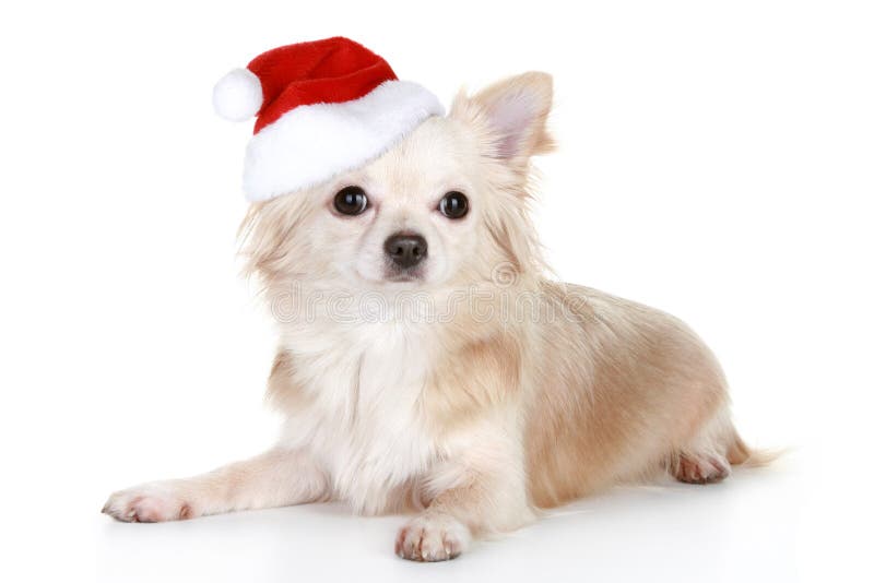 Filhote de cachorro de cabelos compridos da chihuahua no tampão do Natal foto de stock royalty free