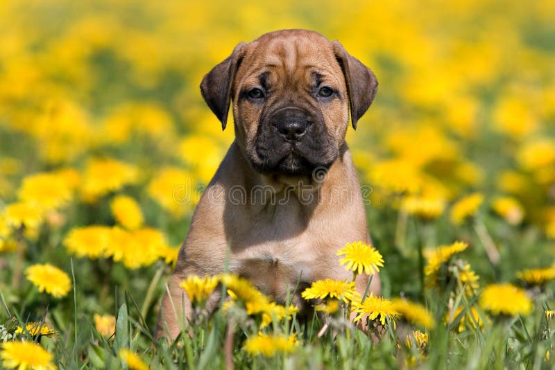 Filhote de cachorro de Dogo Canario foto de stock royalty free Filhote de cachorro de Dogo Canario foto de stock royalty free