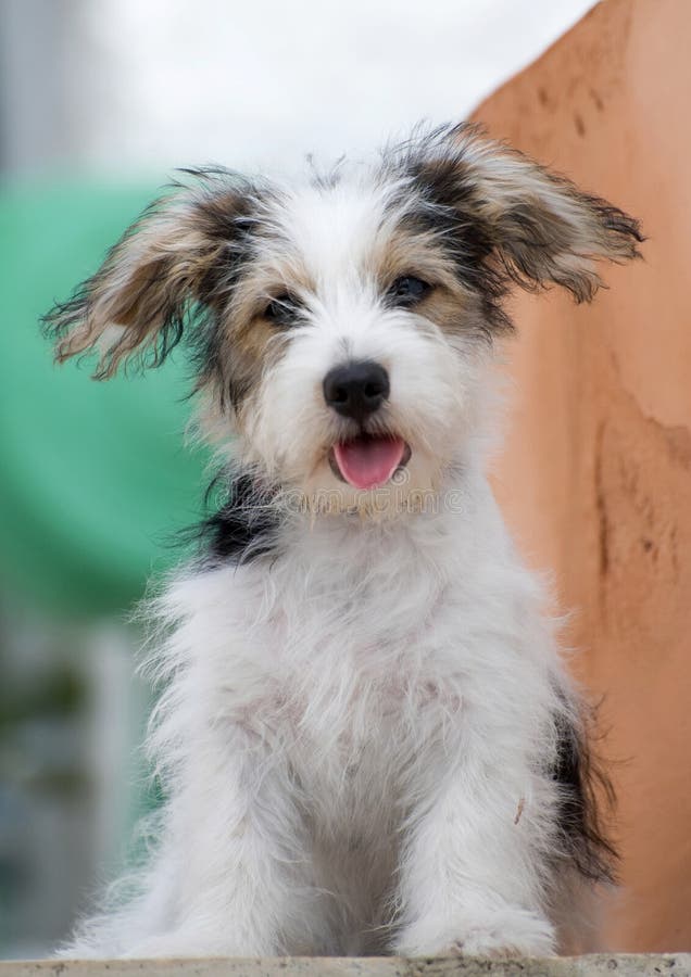 Olivia, Um Cão Pastor Inglês Velho Fêmea Imagem de Stock - Imagem de velho,  olivia: 85523859