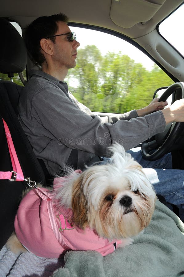 Filhote de cachorro de Shih Tzu em um chicote de fios de segurança imagem de stock Filhote de cachorro de Shih Tzu em um chicote de fios de segurança imagem de stock
