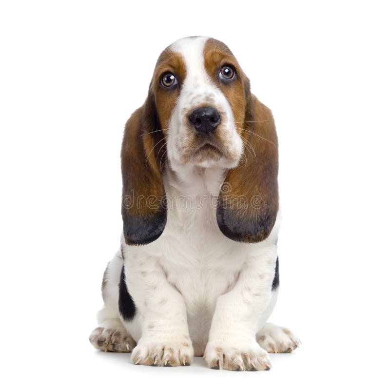 Filhote de cachorro do Hound de Basset imagem de stock Filhote de cachorro do Hound de Basset imagem de stock