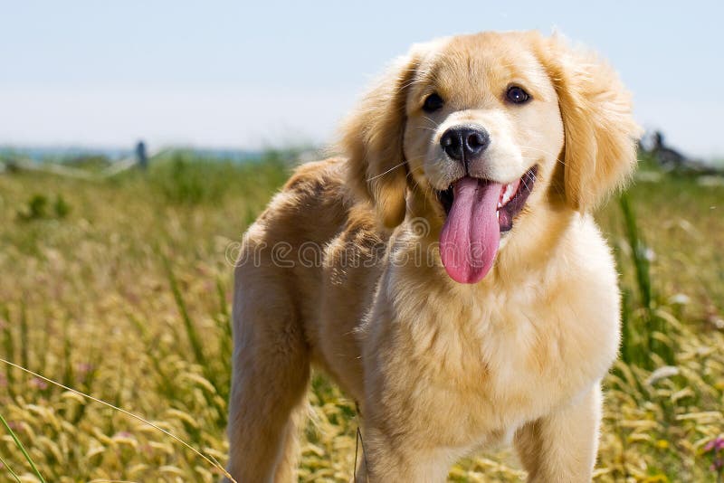 Filhote de cachorro do Retriever dourado imagem de stock royalty free Filhote de cachorro do Retriever dourado imagem de stock royalty free
