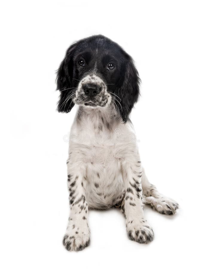 Filhote de cachorro do spaniel de springer inglês foto de stock Filhote de cachorro do spaniel de springer inglês foto de stock
