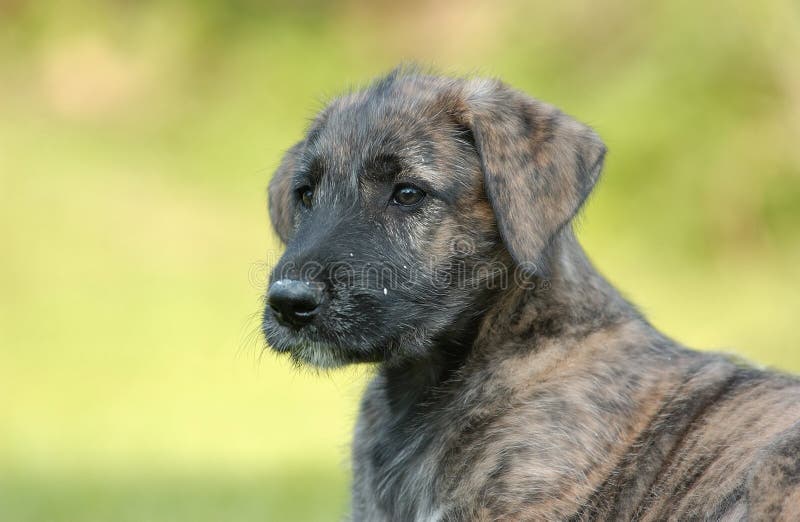 A portrait of an Irish Wolfhound Puppy in a age of 7 weeks. A portrait of an Irish Wolfhound Puppy in a age of 7 weeks