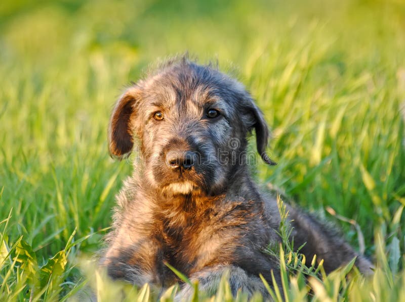 Portrait of 3-Months old Irish Wolfhound Puppy. Portrait of 3-Months old Irish Wolfhound Puppy