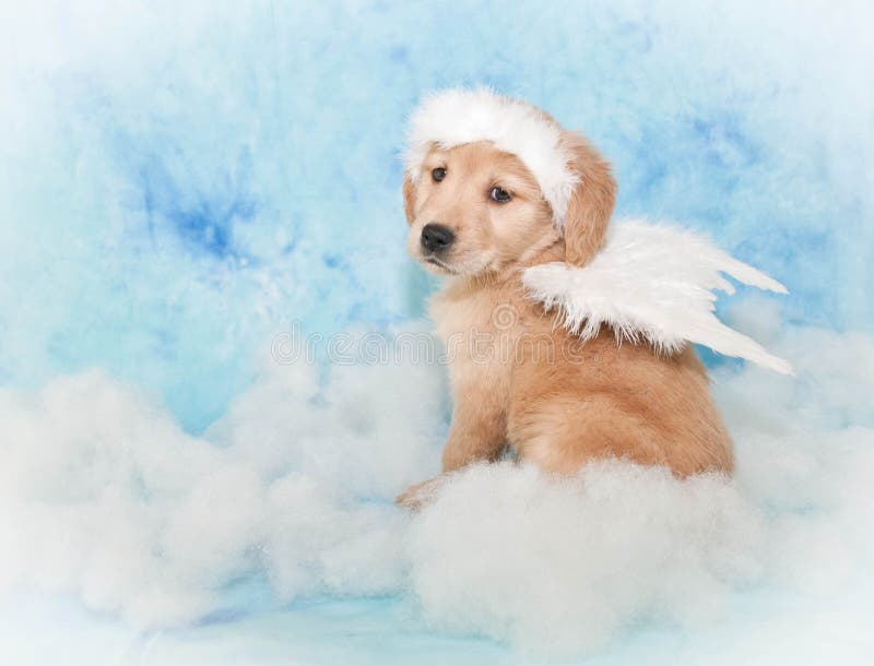 Filhote De Cachorro Do Anjo Imagem de Stock Imagem de leal, lealdade