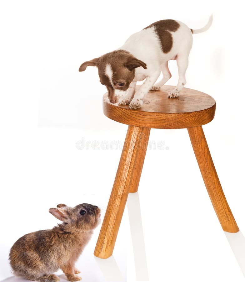 Filhote de cachorro e coelho imagem de stock royalty free Filhote de cachorro e coelho imagem de stock royalty free