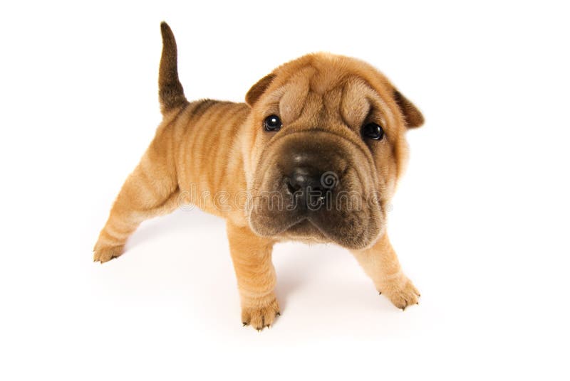 Filhote de cachorro engraçado do sharpei fotos de stock Filhote de cachorro engraçado do sharpei fotos de stock